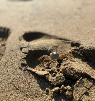 Turtle Beach - ein Flußkrebs im Sand