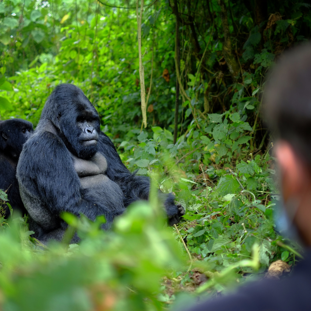 außergewöhnliche Reisen Gorilla Trekking Ruanda E00EC8C9-49E0-4234-8EB1-07626CF152FD